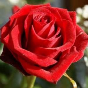 Meet your Posher, Rose